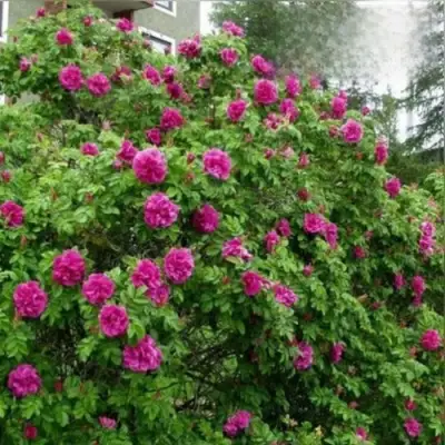 Шиповник ХАНСА в Гомеле