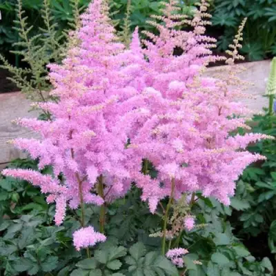 Астильба ГИАЦИНТ Арендса в Гомеле