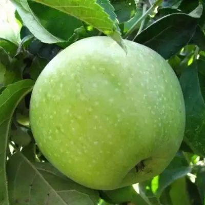 Яблоня РЕНЕТ СИМИРЕНКО в Гомеле