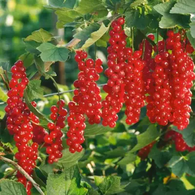 Смородина красная РУДНЕУС в Гомеле