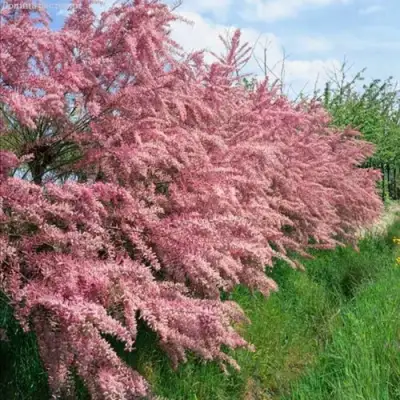 Тамарикс ПИНК КАСКАД в Гомеле