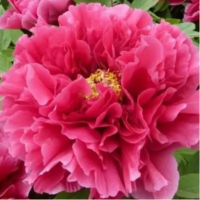 Пион КОРОЛЕВСКИЙ ЦВЕТОК древовидный в Гомеле