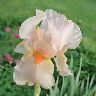 Ирис ПАТИ ДРЕСС бородатый в Гомеле