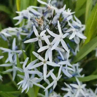 Амсония иволистная в Гомеле