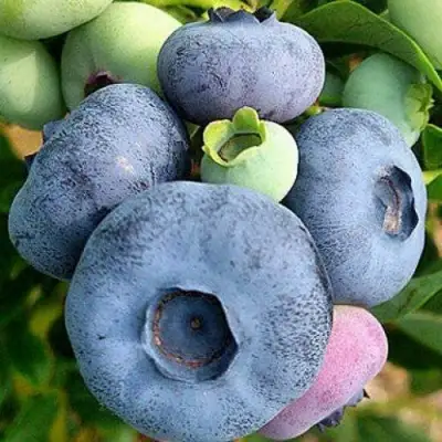 Голубика ПАТРИОТ в Гомеле