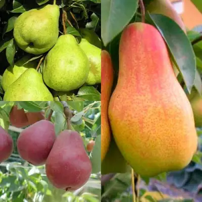 Комплект ГРУШЕВОЕ АССОРТИ в Гомеле