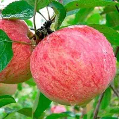 Яблоня КОРИЧНОЕ ПОЛОСАТОЕ в Гомеле