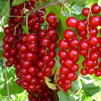 Смородина красная ЙОНКЕР ВАН ТЕТЦ в Гомеле