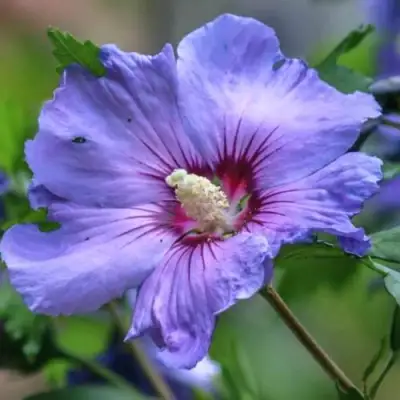 Гибискус МАРИНА сирийский в Гомеле