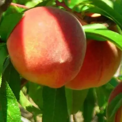 Персик РЕД ХЕВЕН в Гомеле