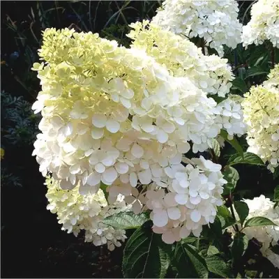 Гортензия ДИАМАНТИНО метельчатая в Гомеле