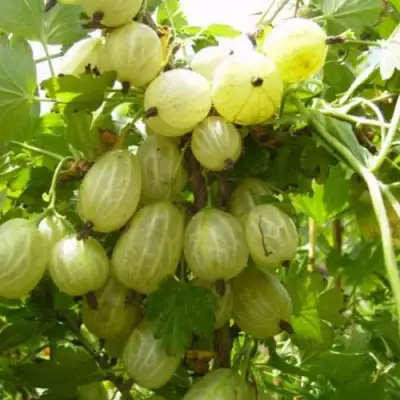 Крыжовник ИНВИКТА в Гомеле