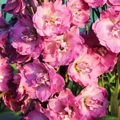 Дельфиниум ДЕЛЬФИС ПИНК ПАУЭ высокий в Гомеле