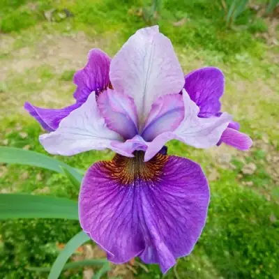 Ирис ЛАЙТ ОВ ХАРТ сибирский в Гомеле