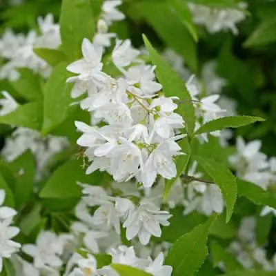 Дейция шершавая в Гомеле