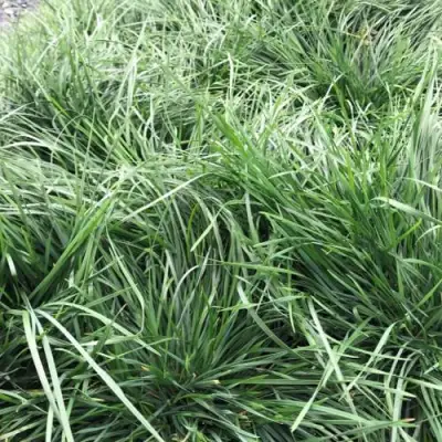 Щучка ГОЛДТАУ дернистая в Гомеле