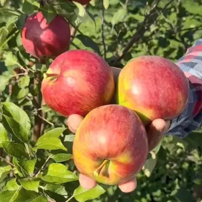 Яблоня ПОСПЕХ в Гомеле