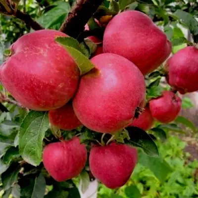 Яблоня РОЖДЕСТВЕНСКОЕ в Гомеле