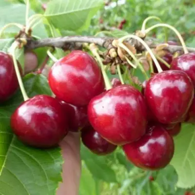 Вишня КОЛОННОВИДНАЯ  в Гомеле