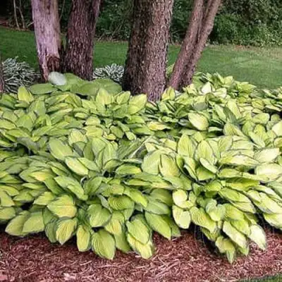 Хоста ГОЛД СТАНДАРТ Форчуна в Гомеле