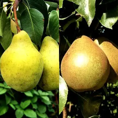 Комплект ДУЭТ в Гомеле