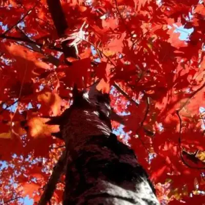 Дуб красный в Гомеле