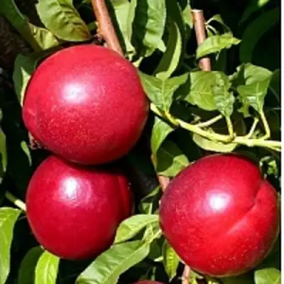 Нектарин ХАРКО в Гомеле