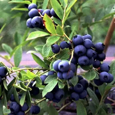 Голубика ДЖЕРСИ в Гомеле