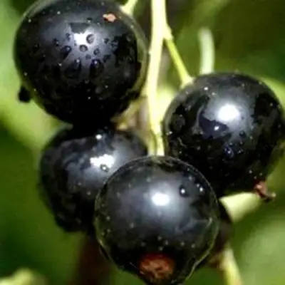 Смородина чёрная ВИНОГРАДНАЯ в Гомеле