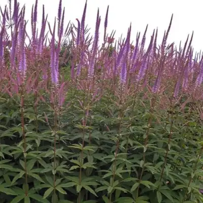 Вероникаструм ФАСЦИНЕЙШН в Гомеле