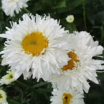 Нивяник КРЕЙЗИ ДЕЙЗИ наибольший в Гомеле