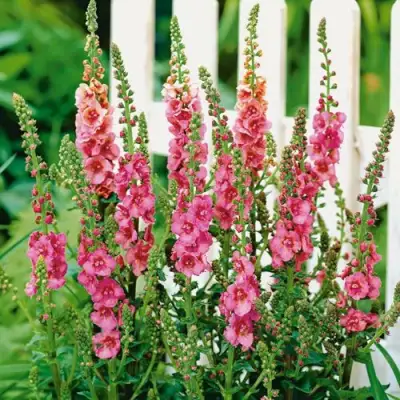 Коровяк ПИНК ДОМИНО гибридный (вербаскум) в Гомеле