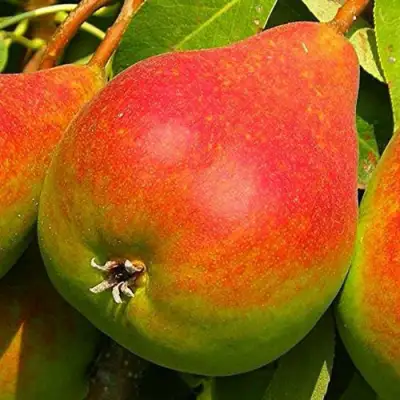 Груша ГЕРА в Гомеле