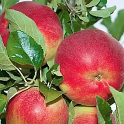 Яблоня СЕНАТОР колонновидная в Гомеле