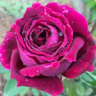 Роза РОЯЛ ПАЛАС японская в Гомеле