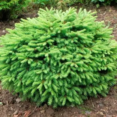 Ель НИДИФОРМИС обыкновенная в Гомеле