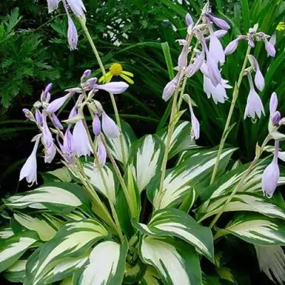 Хоста КРИСМАС КЭНДИ гибридная в Гомеле