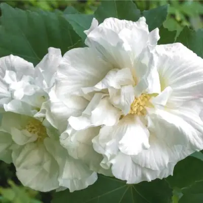 Гибискус АДМИРАЛ ДЕВЕЙ сирийский в Гомеле