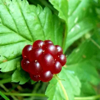 Княженика ЭЛПЕ в Гомеле