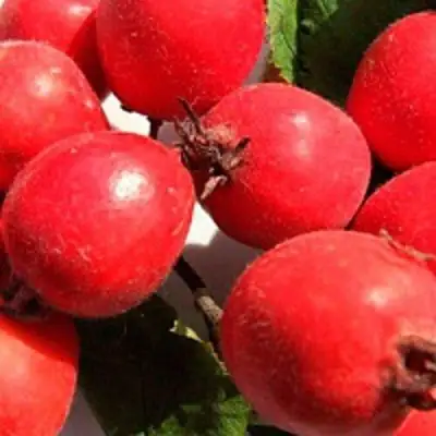 Боярышник КРУПНОПЛОДНЫЙ в Гомеле