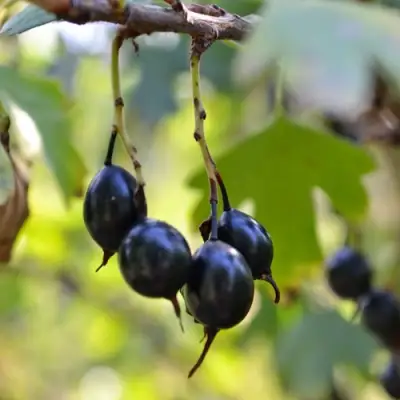 Смородина золотистая ДУСТЛИК в Гомеле