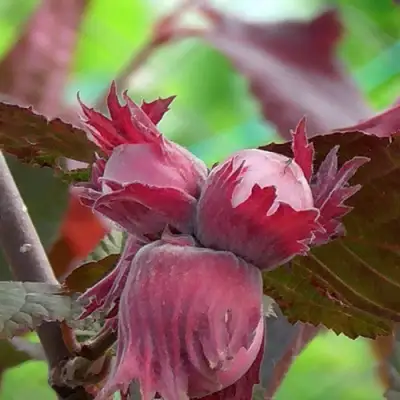 Фундук КАРДИНАЛ в Гомеле