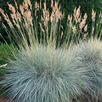 Овсянница ЭЛАЙДЖА БЛЮ в Гомеле