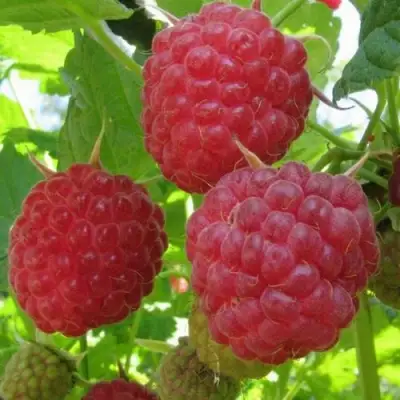 Малина НОВОСТЬ КУЗЬМИНА в Гомеле