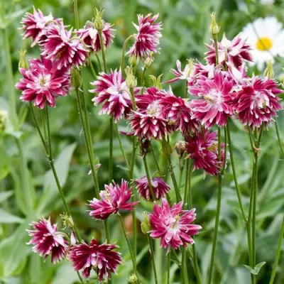 Аквилегия БАРЛОУ НОРА гибрид МакКаны в Гомеле