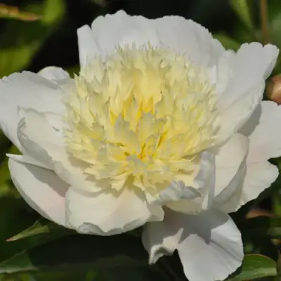 Пион ЗОЛОТАЯ ШПИЛЬКА травянистый в Гомеле