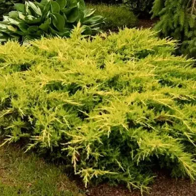 Можжевельник МОРДИГАН ГОЛД средний в Гомеле