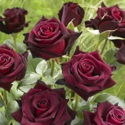 Роза БЛЭК БАККАРА чайно-гибридная в Гомеле