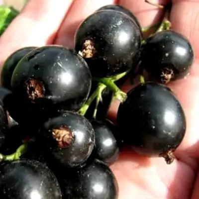 Смородина чёрная ЧЕРЕШНЁВАЯ в Гомеле