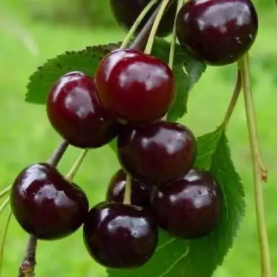 Вишня ЛАСУХА в Гомеле